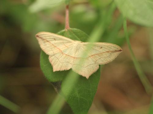 Réf. 328 850 : Timandra comae